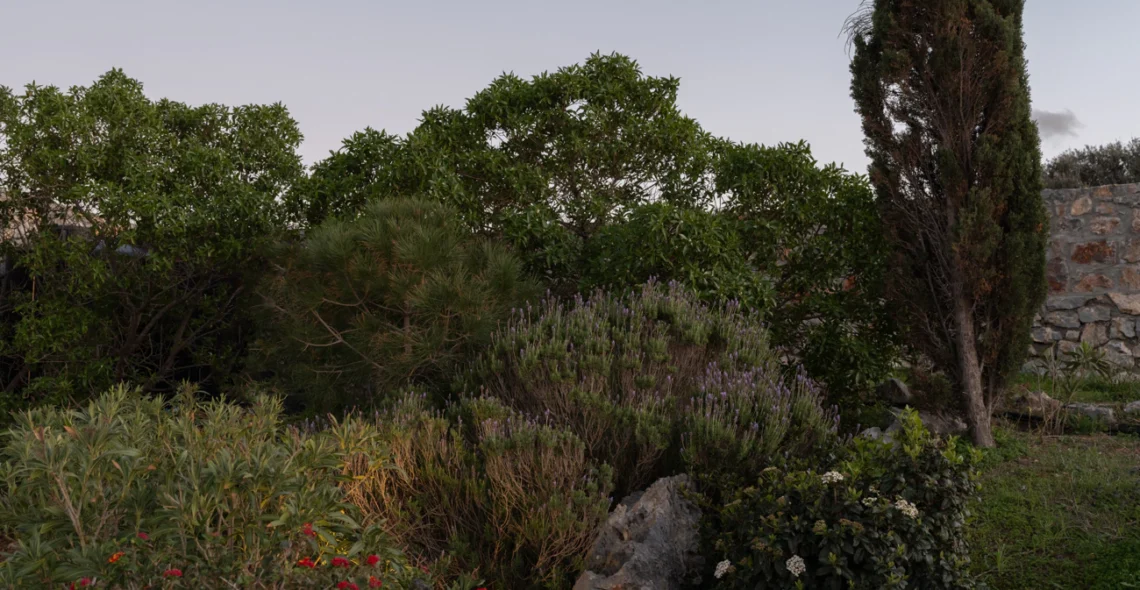 Terra Della Salvia: Garden at dusk
